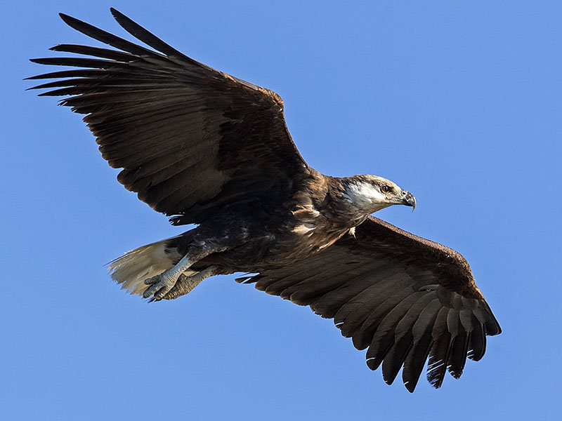 Madagascar Destination - Ankoay Haliaeetus vociferoides